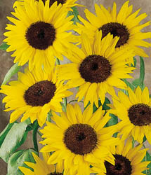 Del Sol Hybrid Sunflower